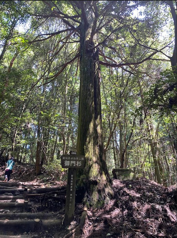 猿投山山道にある御門杉