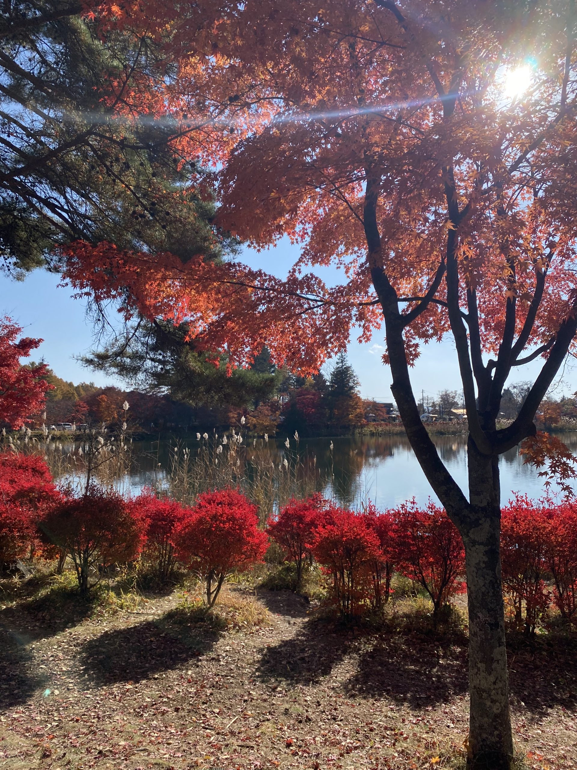 蓼科湖と紅葉の写真