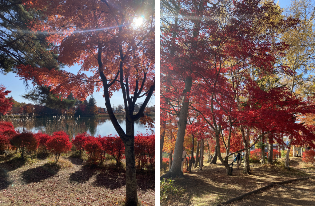 蓼科湖で撮影した紅葉の写真