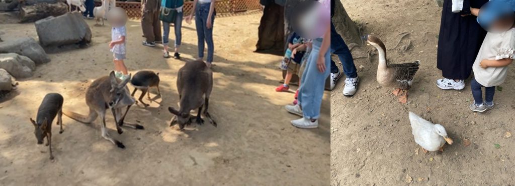 ノースサファリサッポロ園内にいるカンガルーやアヒルたち