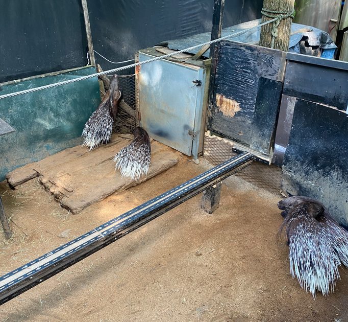 ノースサファリサッポロ　デンジャラスゾーンのヤマアラシ