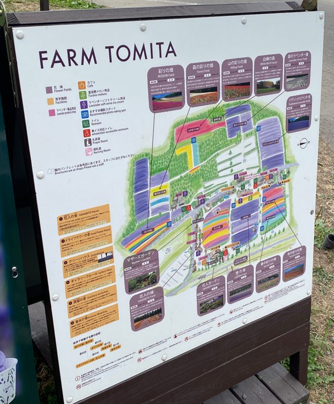ファーム富田 ラベンダー畑の位置関係見取り図