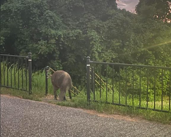 住宅街に現れたイノシシ1