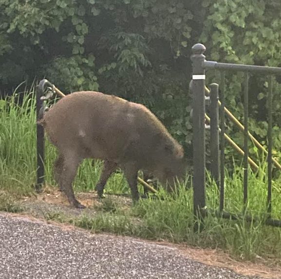 住宅街に現れたイノシシ