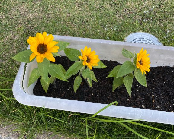 ヒマワリ(スマイルラッシュ)の開花の様子