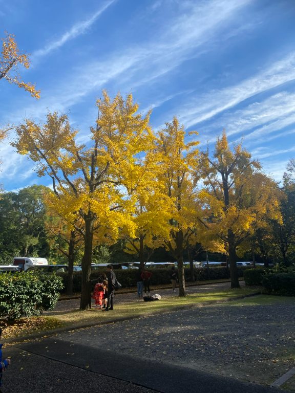 熱田神宮内の紅葉したイチョウの木