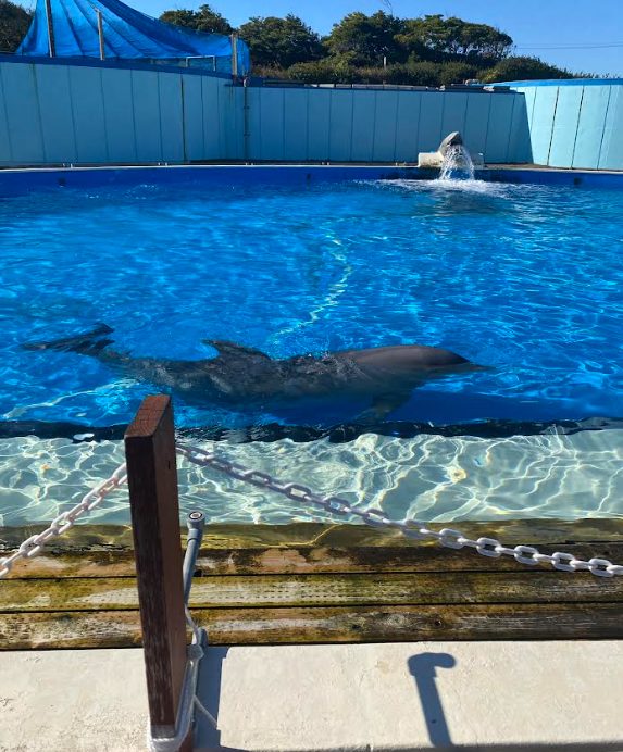 南知多ビーチランドのイルカ