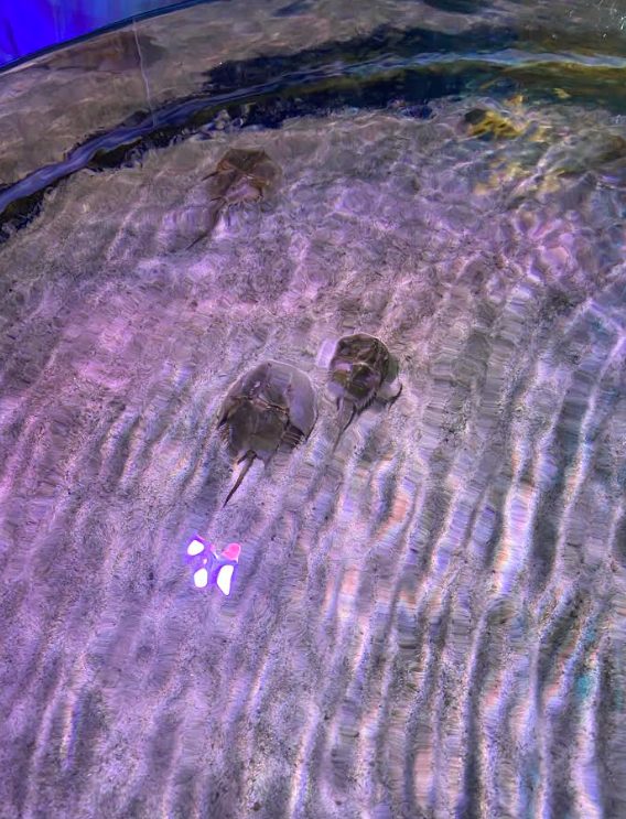 南知多ビーチランドのカブトガニ