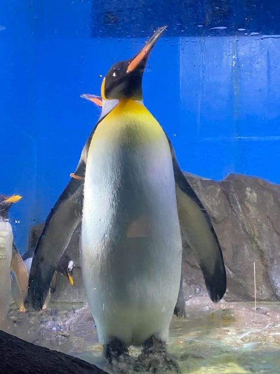 南知多ビーチランドのキングペンギン