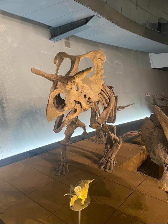 福井県立恐竜博物館　トリケラトプスの化石