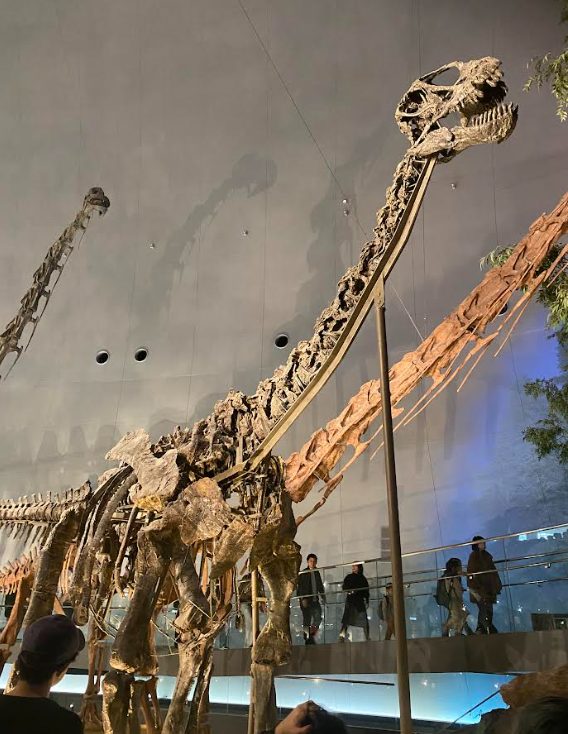 福井県立恐竜博物館　ブラキオサウルスの化石