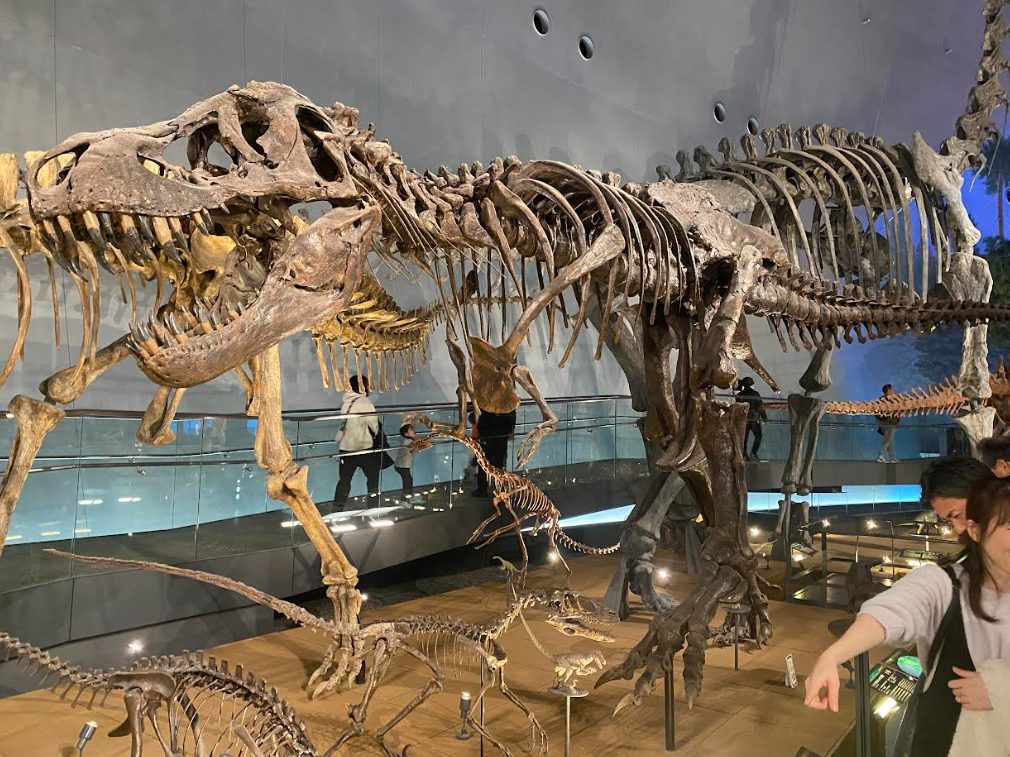福井県立恐竜博物館　ティラノサウルスの化石