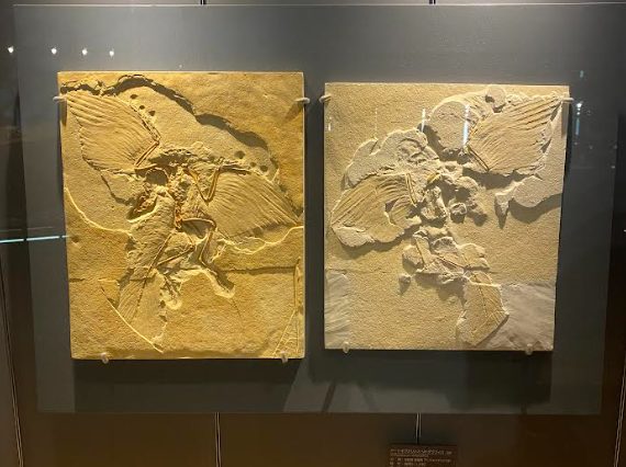 福井県立恐竜博物館　アーケオプテリクス　始祖鳥の化石